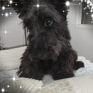 Meet your Posher, Bridget